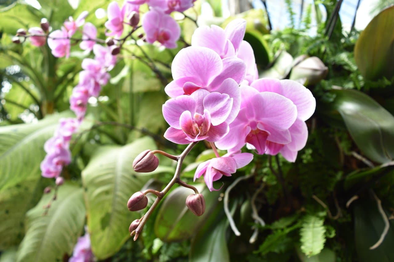 Orchids / Photo: Jason Tarr