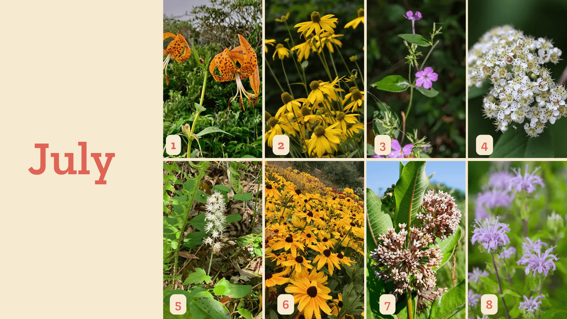 Asheville Wildflower Schedule - July
