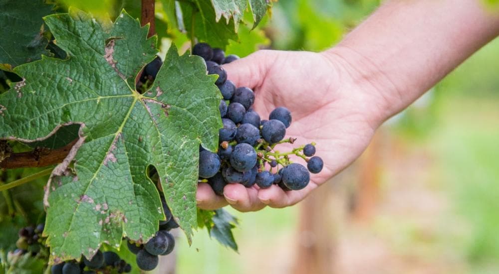 Cropped Copy of Jeff Frisbee - Addison Farms Cropped Copy of Jeff Frisbee - Addison Farms