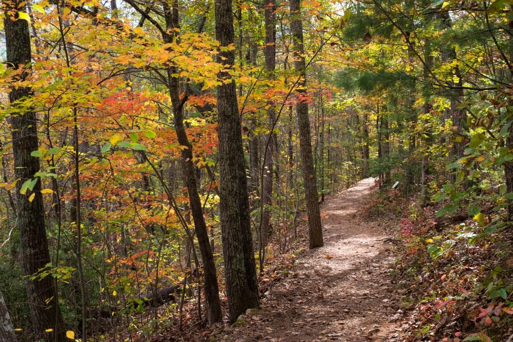 Bent Creek Trail at the NC Arboretum Bent Creek Trail at the NC Arboretum