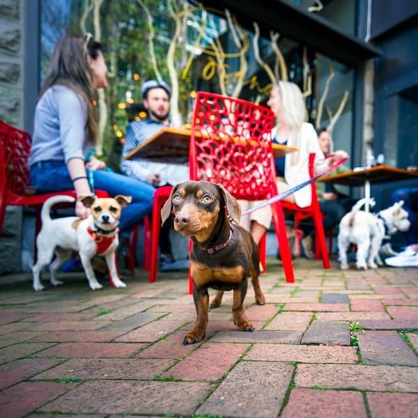 Dogs on the patio at Posana Dogs on the patio at Posana