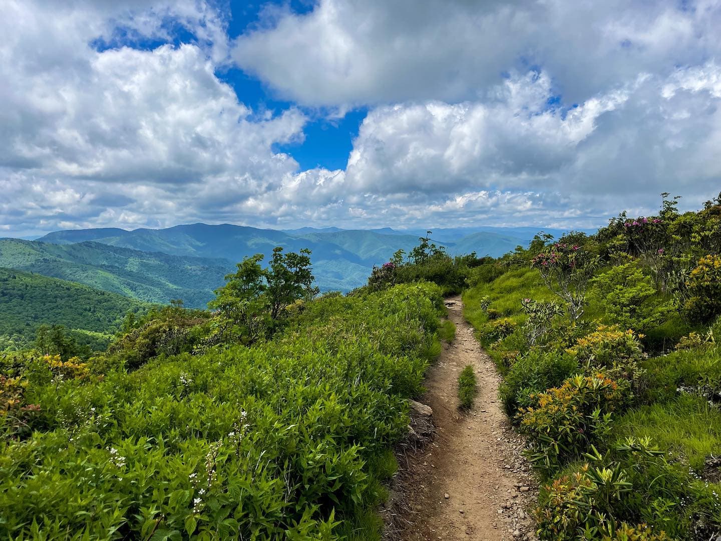 Black Balsam Knob Black Balsam Knob