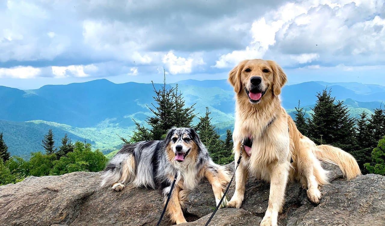 Dogs hiking in the Blue Ridge Mountains Dogs hiking in the Blue Ridge Mountains