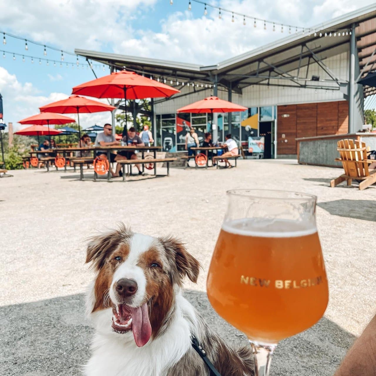 Dog on the patio at New Belgium Brewery in Asheville Dog on the patio at New Belgium Brewery in Asheville