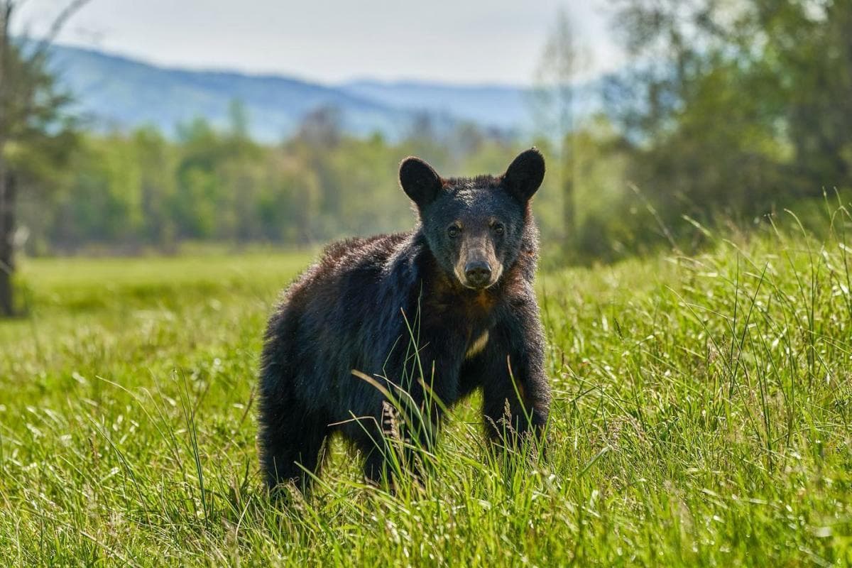 Bear in Great Smoky Mountains National Park Bear in Great Smoky Mountains National Park