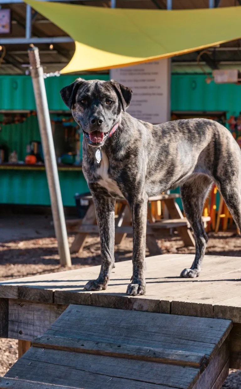 Asheville Date Night Itinerary: Dog-Friendly Dog in Asheville at Wagbar