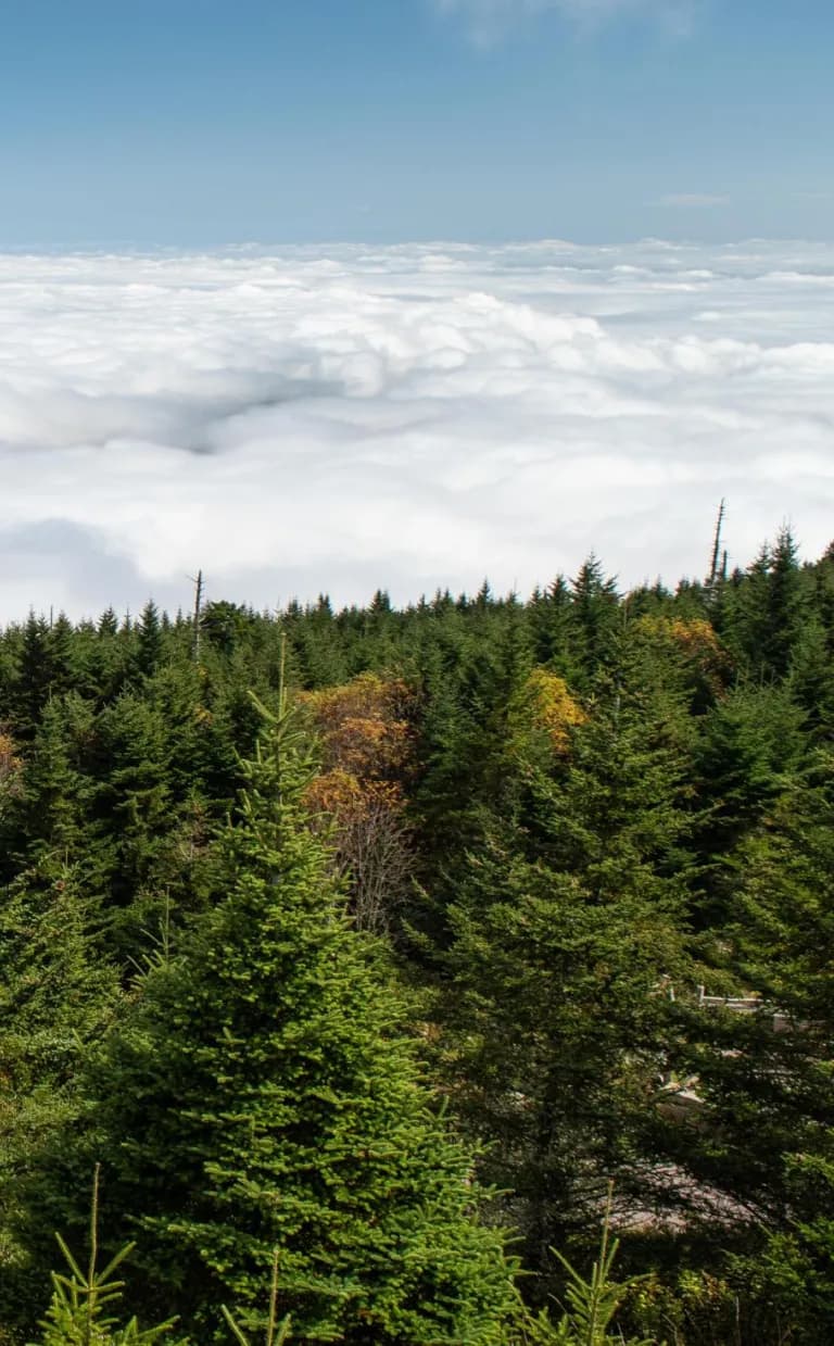 5 Cool Asheville Hikes to Combat the Summer Heat 5 Cool Asheville Hikes to Combat the Summer Heat Asheville NC