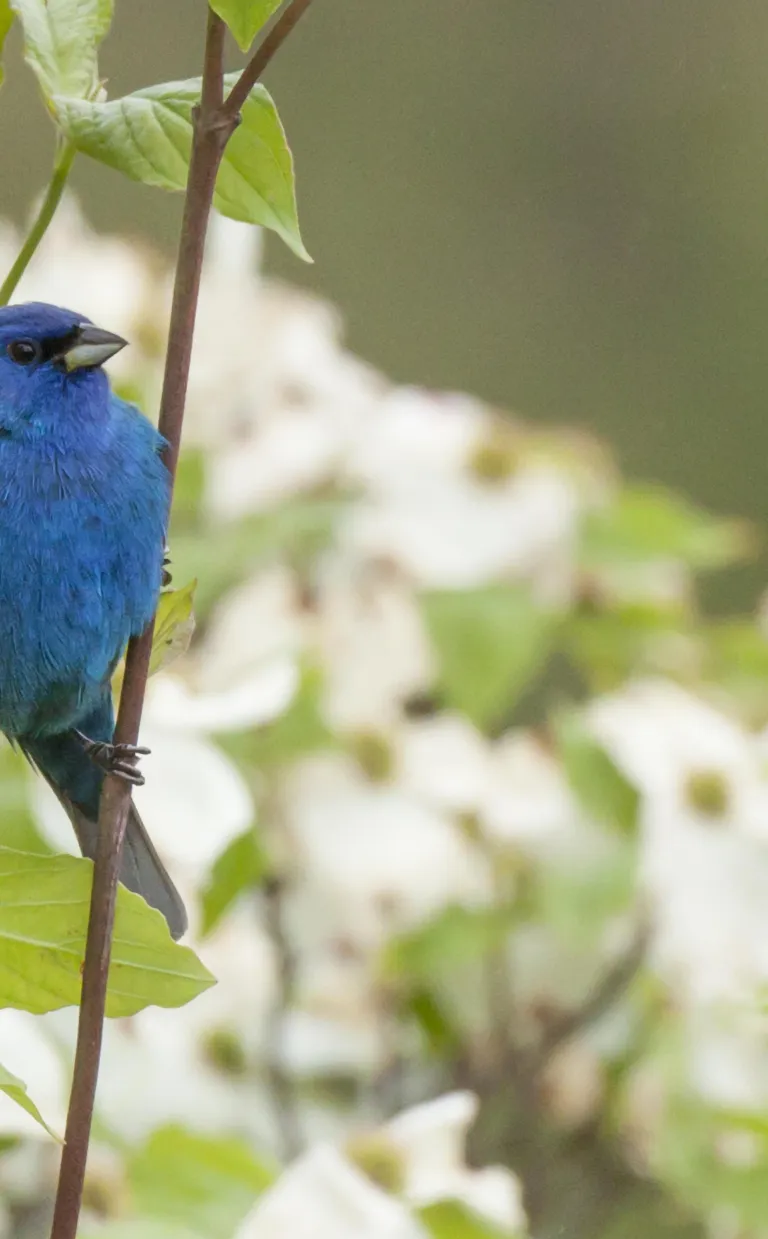 Bird Watching Adventures in Asheville, N.C. a blue bird sits on a branch in a tree in Asheville