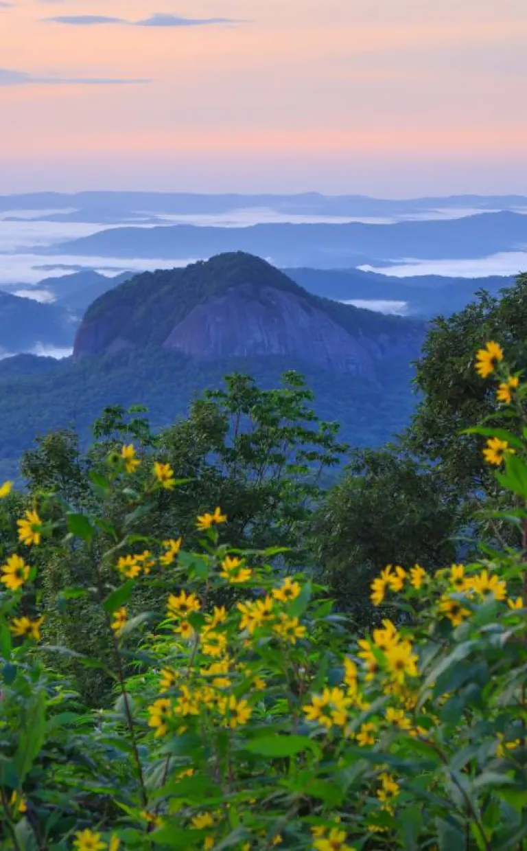 Asheville's Wildflower Bloom Schedule Looking Glass Rock with wildflowers