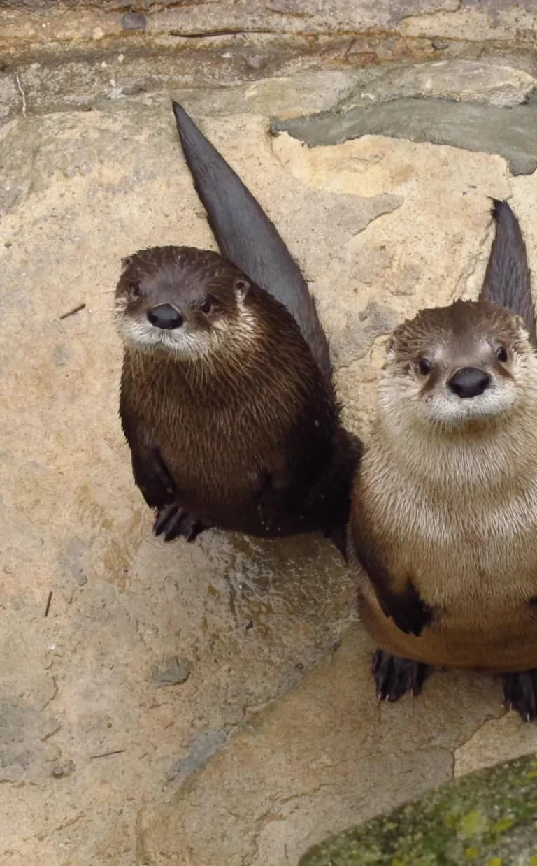Otters Otters in Asheville NC