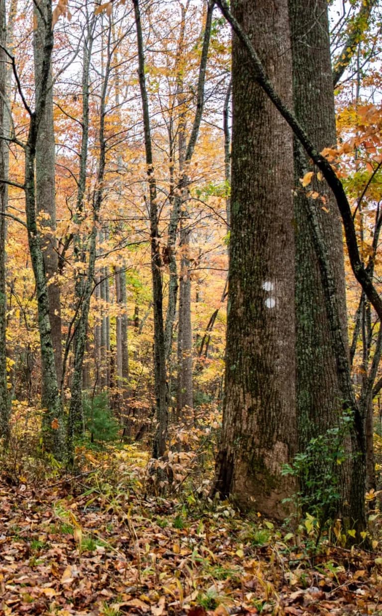 Hard Times Loop Trail  Hard Times Trail Asheville