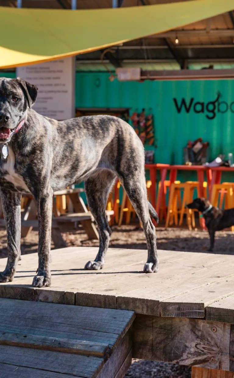 The Best Dog-Friendly Adventures in Asheville Dog at Wagbar in Asheville