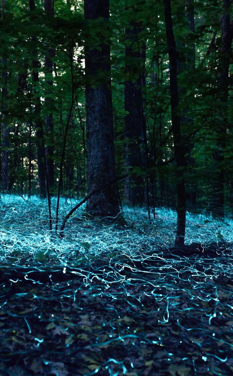 Asheville's Blue Ghost Fireflies: Where and When to See Them Blue Ghost Fireflies