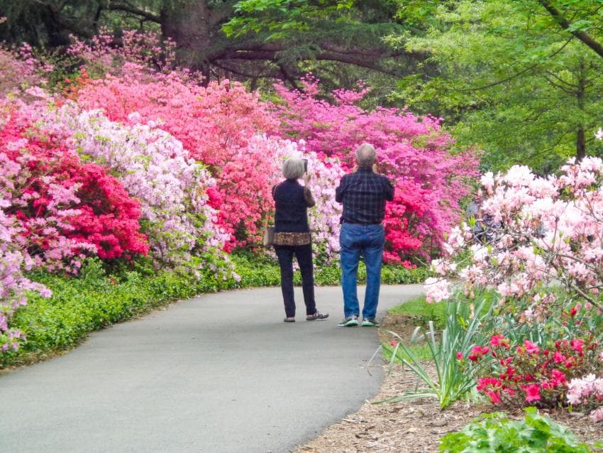 Biltmore Blooms Biltmore Blooms