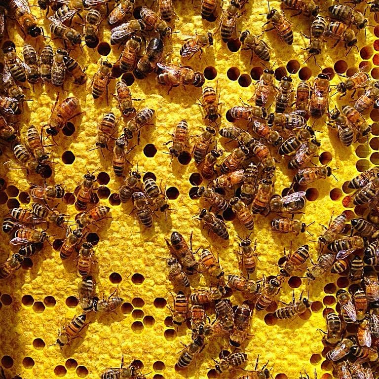 Honey Bees on a Hive Honey Bees on a Hive
