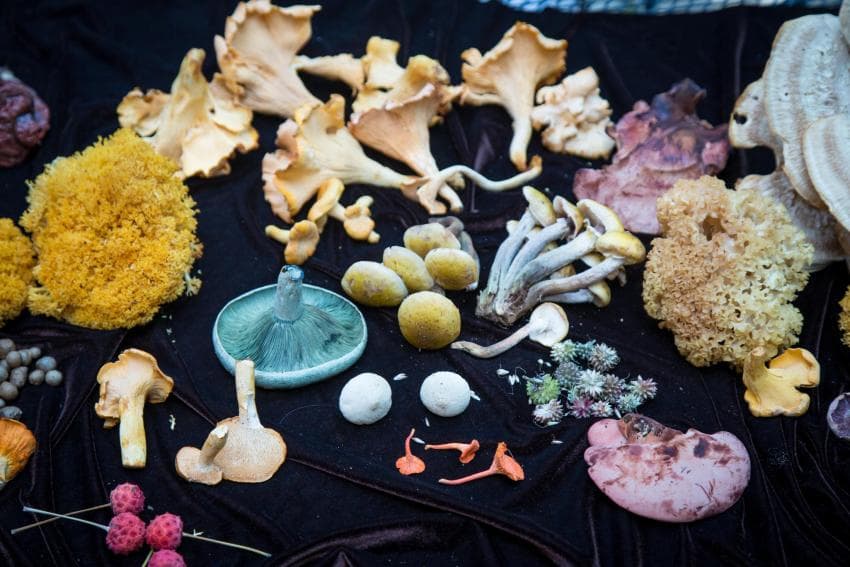 Mushrooms on Foraging Tour Mushrooms on Foraging Tour